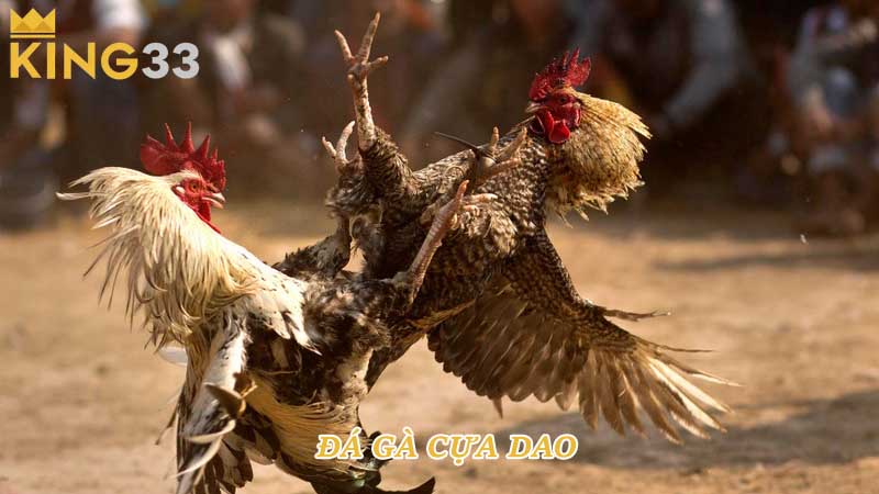 Đá gà cựa dao