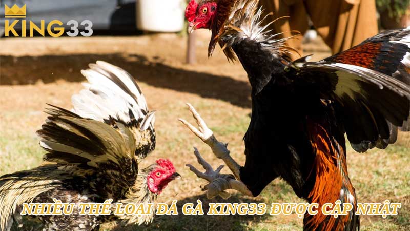 Nhiều thể loại đá gà King33 được cập nhật