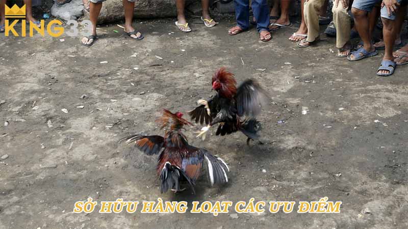 Sở hữu hàng loạt các ưu điểm